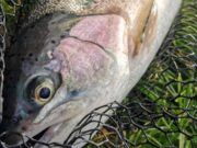 Piscari Fly Newsletter October 31