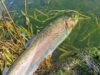 rainbow trout