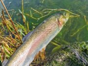 Annamoe announces Winter League, Laois opens on winter hours rainbow trout