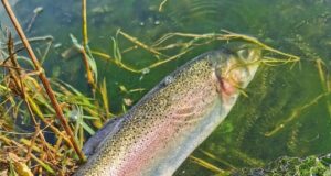 rainbow trout