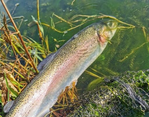 rainbow trout