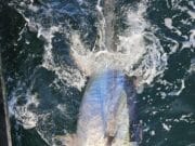 Tuna action and good mixed fishing for Ewings Sea Angling & Boat Charters