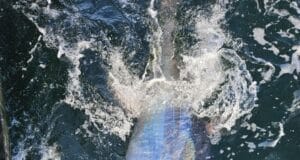 Tuna action and good mixed fishing for Ewings Sea Angling & Boat Charters