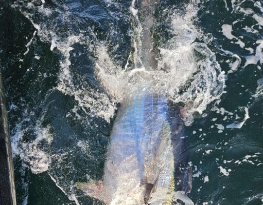 Tuna action and good mixed fishing for Ewings Sea Angling & Boat Charters
