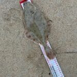 flat fish