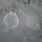 turbot 2