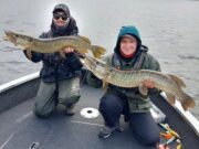 Pike feeding well for Bodo and guests