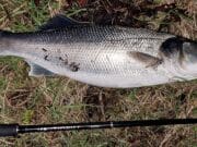 Big November tides get fish feeding in the south east