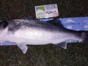 Bass back on the feed after autumn storms