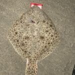 Turbot