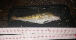 Irish Cod Championships to be held on 29 November codling garyvoe