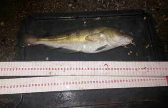 Irish Cod Championships to be held on 29 November codling garyvoe
