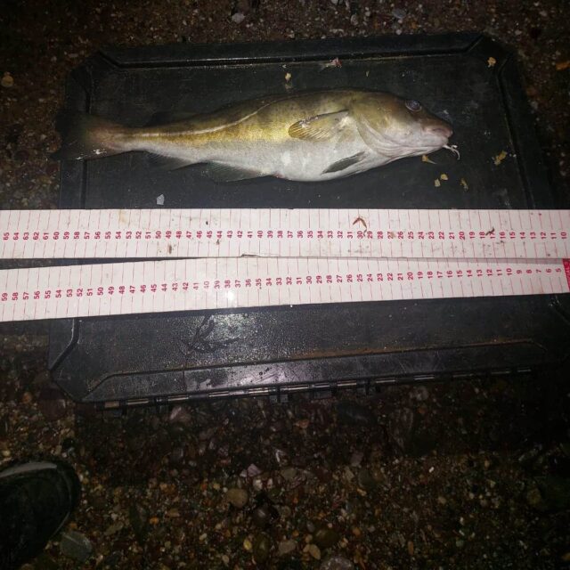 codling garyvoe
