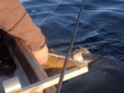 Pike fishing and catch a trout? Just safely release it releasing a trout