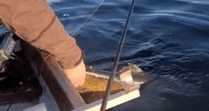 Pike fishing and catch a trout? Just safely release it releasing a trout