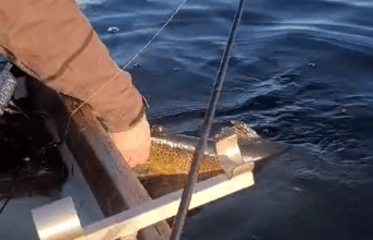 releasing a trout