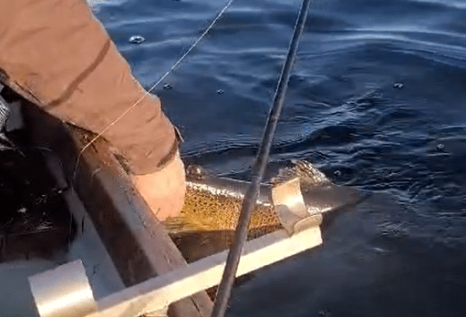 Pike fishing and catch a trout? Just safely release it releasing a trout