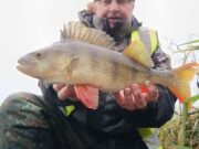 Perch pack fish Barrow Bonanza 2023