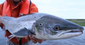 81 Rivers open for Salmon Angling in 2024