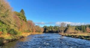 drowes