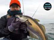 Late season pollack and wrasse for west cork kayak angler pollack
