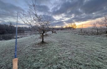 frosty morning