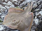 Blonde ray from the shore. Yes, you read that right!