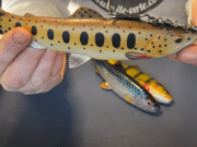 Coldwater lure tactics from L’Ile Verte Pike Lodge