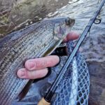 grayling