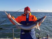 Spur season in full flow for Wicklow Boats