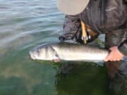 Jim Hendrick’s saltwater fly fishing workshops sell like hot cakes Catch and release, a step towards sustainable angling