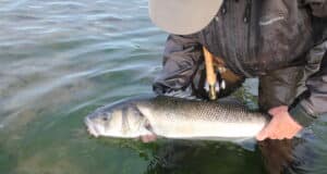Catch and release, a step towards sustainable angling