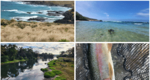 Piscari-Fly Newsletter