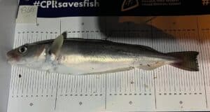 39.5cm whiting wins Alan Horgan first Tralee Bay club specimen competition whiting