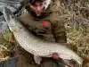 pike