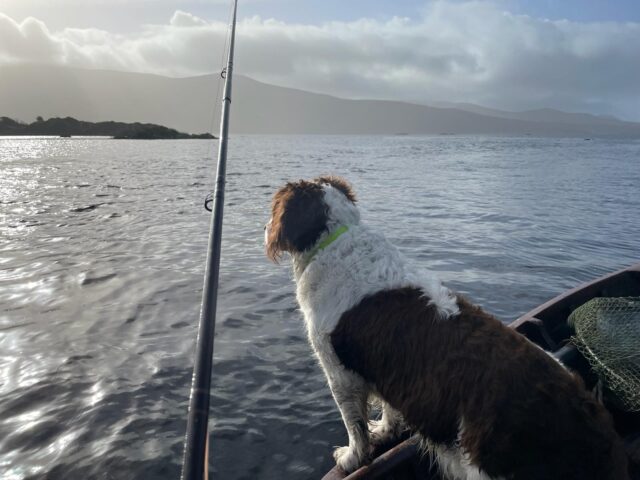 A Lough Currane Springer