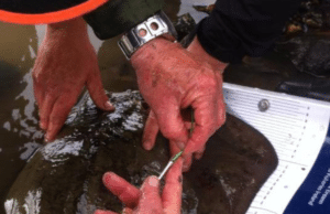 Sea Angling and Conservation tag a ray stinger