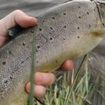 trout1