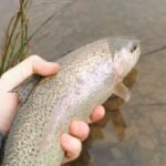 trout2