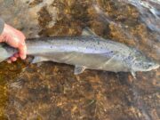 Delphi February Report – some beautiful spring fish