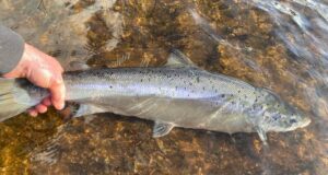Delphi February Report – some beautiful spring fish
