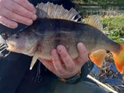 No pike but some fine perch for Ger Power in Cavan Perch