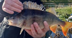 Perch