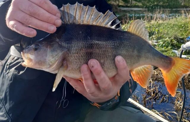 Perch