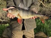 New PB for Anthony, but still chases Granddad’s record perch