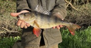perch