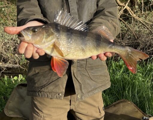 perch