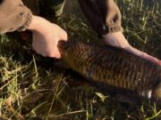 Weather, fishing and thinking of more fishing… carp