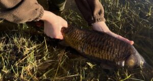 carp