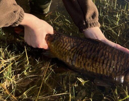 carp